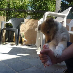 Hondenfoto van Lien, Luca† en Wifi  /wi:fi:/