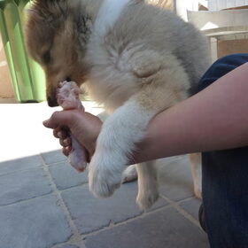 Hondenfoto van Lien, Luca† en Wifi  /wi:fi:/