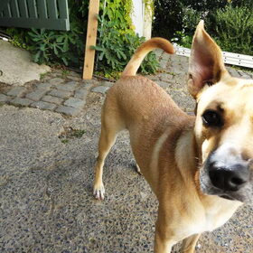 Hondenfoto van Beth