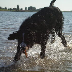 Hondenfoto van Sharon & Marley