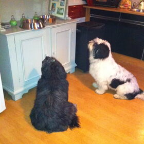 hmmm haal het van die kast af!!! Merel en Joe hebben precies…