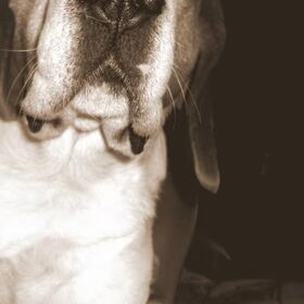 Bilbo, was een prachtig hondje met een heel lief en mysterieus…