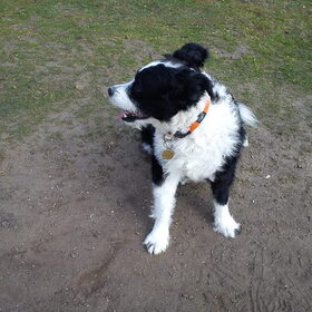 Balou is gek op muizen vangen met zijn bek, hij laat ze wel in…