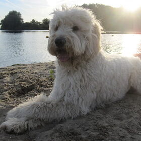 Hondenfoto van Dewi & de doodles