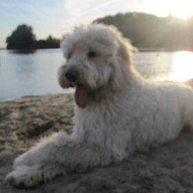 Hondenfoto van Dewi & de doodles