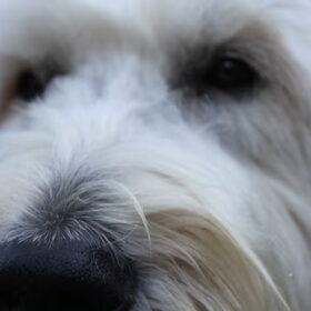 Hondenfoto van Dewi & de doodles