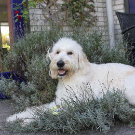 Ughhhh Ughhh Yamin je hoort vooral NIET in de lavendel te gaan…