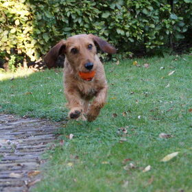 Rennen in de tuin