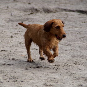 Duinen