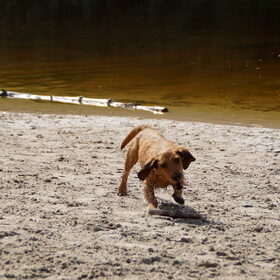 Duinen