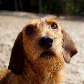 Duinen