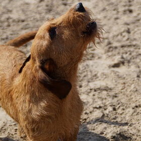 Duinen