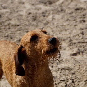 Duinen