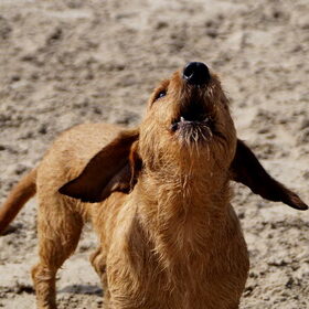Duinen