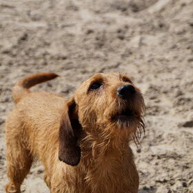 Duinen