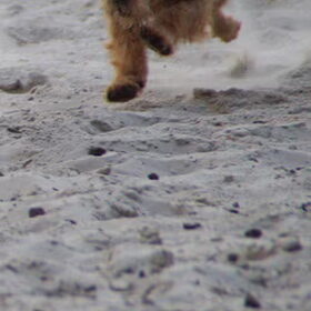 Duinen