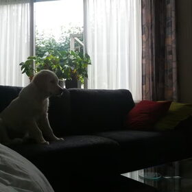 Samson en Gert kijken.