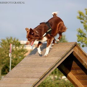 Schutting!