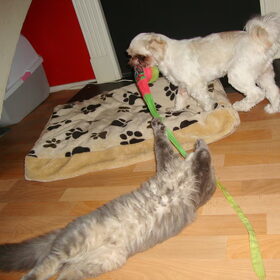 Spelen