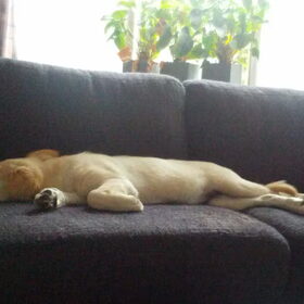 Wat een honden leven..