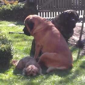 samen met me maatje daan en ollie