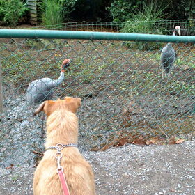 Fennah & kraanvogels @Olmense Zoo