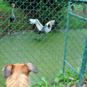 Fennah en kwade kraanvogels @Olmense Zoo