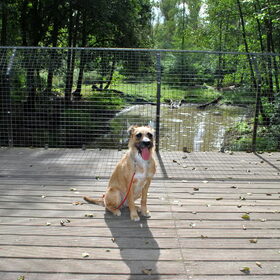 mooi poseren bij de wolven @Olmense Zoo