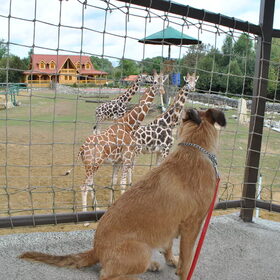 Fennah & girafjes @Olmense Zoo