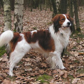 Banjer in het bos