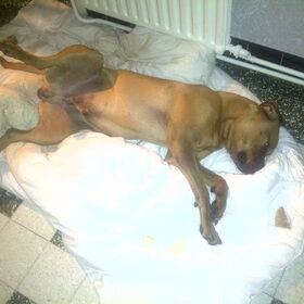 Hondenfoto van Rip diesel, King en hummer