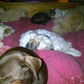 Roedeltje op bed..