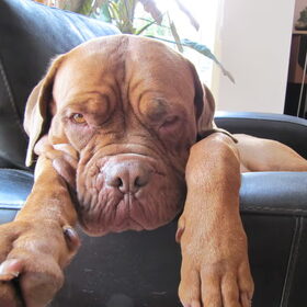 Onze levensgenieter Bordeauxdog Do