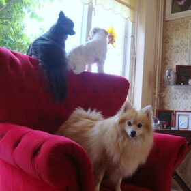 Cloudy, Zazou en Deva