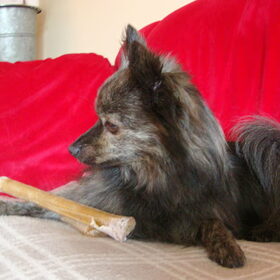Zazou