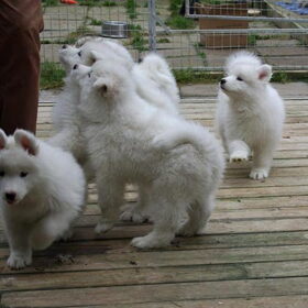 de pups 7,5 weken