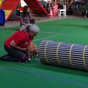 Diva met de trainster bij puppycursus