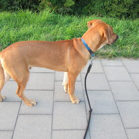 Hondenfoto van Anne-Wil (baasje van Juno)