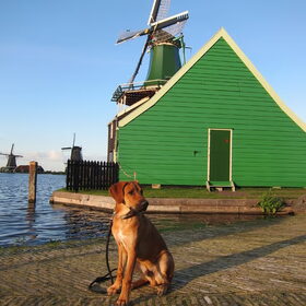 Hondenfoto van Anne-Wil (baasje van Juno)
