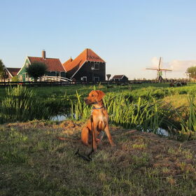 Hondenfoto van Anne-Wil (baasje van Juno)