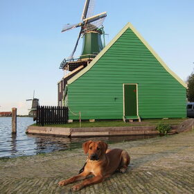 Bij de Zaanse Schans wat mooie fotos in de avondzon. Gelukkig…