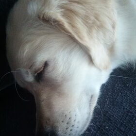 Mooi lief koppie.