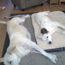 zo lief