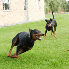 Hondenfoto van Marleen , Blacky & Justy