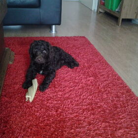 Super pup Doedy