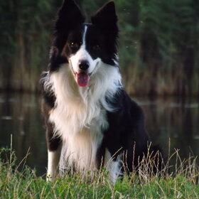 Hondenfoto van Puck & Fenrir 