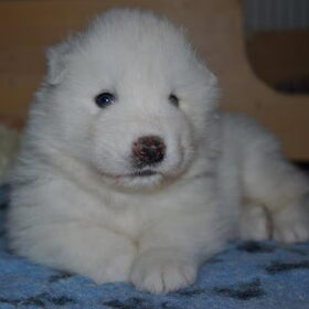 hier is mikai 4 weken oud