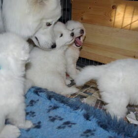 tolinka (mikais moeder) en 4 van haar pups hier zijn de pups 4…