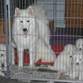 tolinka (mikais moeder) met haar pups van 4 weken en 5 dagen oud