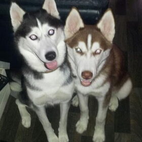 laika en shadow pal naast elkaar